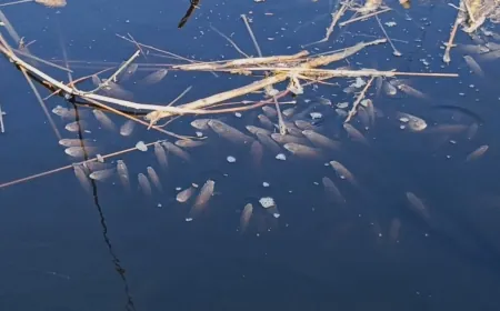 Menderes Nehri karardı binlerce balık ölmeye başladı