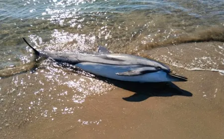 Ege’de yunuslar trol ağlarının kurbanı oluyor, 58 yunus öldü