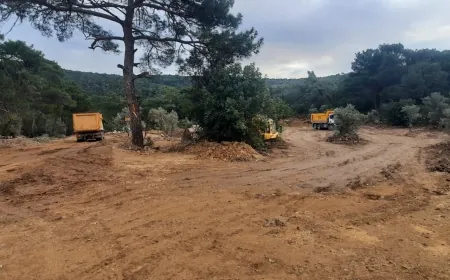 Bodrum’ da zeytin katliamına sert tepki “Zeytin yerine beton yeriz artık”