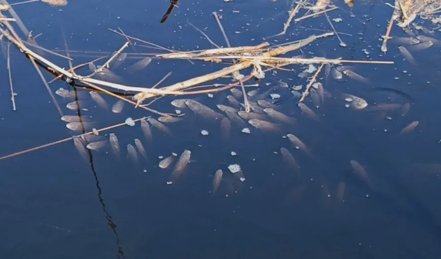   Menderes Nehri karardı binlerce balık ölmeye başladı