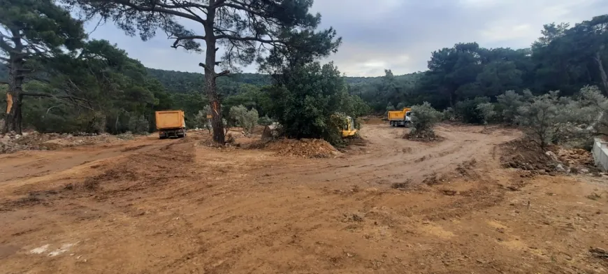 Bodrum’ da zeytin katliamına sert tepki “Zeytin yerine beton yeriz artık”