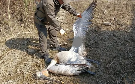 DÜNYA YABAN HAYATI GÜNÜNDE NESLİ TEHLİKE ALTINDA OLAN  TEPELİ PELİKANI ÖLDÜRDÜLER