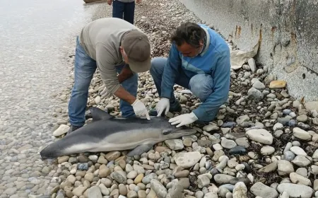 2 YUNUS 1 KAPLUMBAĞA ÖLÜ BULUNDU