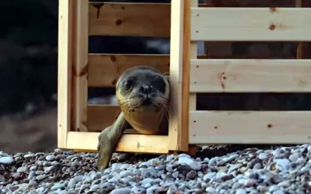 Ölmek üzereyken bulunan yavru Akdeniz foku Eskişehir’de yaşama tutundu