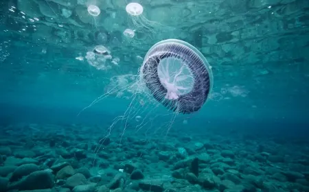 Bodrum sahillerini deniz anaları bastı, uzmanı inceleme yaptı