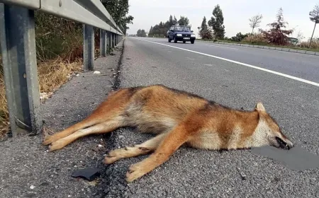 BODRUM- İZMİR YOLLARINA EKOLOJİK GEÇİTLER YAPILMALI