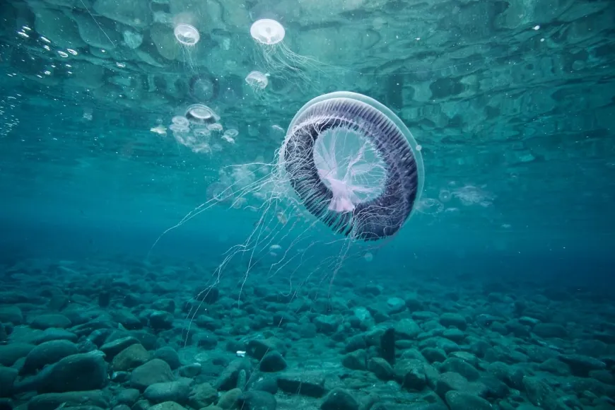 Bodrum sahillerini deniz anaları bastı, uzmanı inceleme yaptı