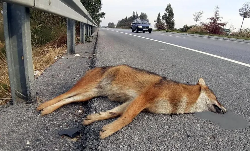 BODRUM- İZMİR YOLLARINA EKOLOJİK GEÇİTLER YAPILMALI