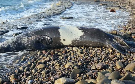 Bodrum’da ölü Akdeniz foku karaya vurdu, ortalık karıştı