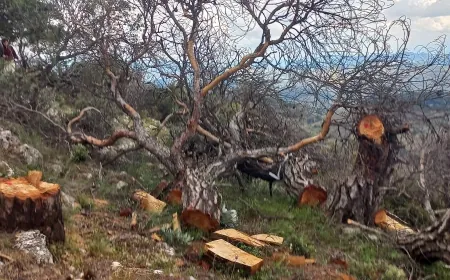 Kartal dağında binlerce ağaç RES’e kurban edildi