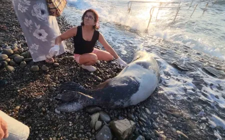 Yaban Vakfı koruma altında olan ve ölen Akdeniz foku ve Carettanın peşini bırakmıyor