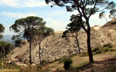 Topçam ormanları maden uğruna yok oluyor, tepkisi