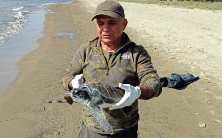 Balıkçı’nın dikkati ölmek üzere olan caretta carettayı kurtardı