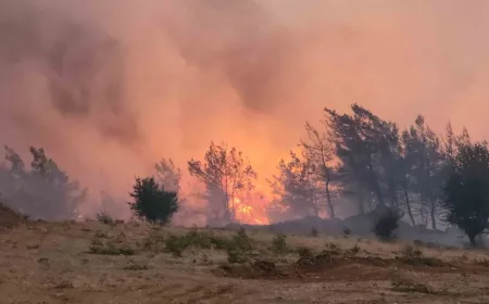 Anız yakarken tarlayı ve ormanı yaktılar