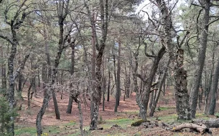 Muğla’daki cennet ormanlar böyle kaderine terk edildi vatandaş isyan etti