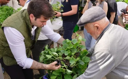 Bodrumlu üreticiye 250 bin ücretsiz fide dağıtıldı