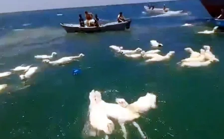 Balıkçılar denizden balık yerine binlerce koyun yakaladı
