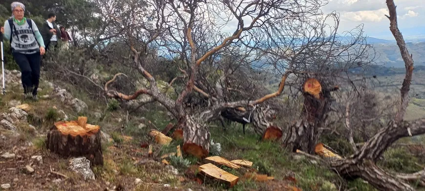 Kartal dağında binlerce ağaç RES’e kurban edildi