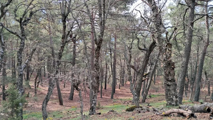   Muğla’daki cennet ormanlar böyle kaderine terk edildi vatandaş isyan etti