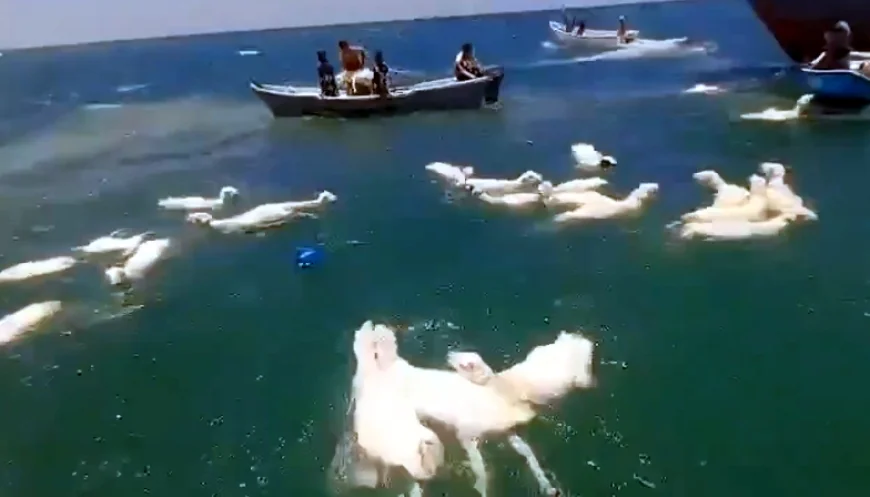 Balıkçılar denizden balık yerine binlerce koyun yakaladı