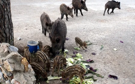 Turistik ilçelerde yaban domuzlarının kenti inmesi yasaklanacak