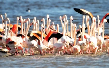 Flamingo cennetini cehenneme çevirecek Ağaoğlu ve Doğuş Holding projelerine sert tepki.