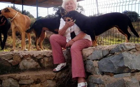 Muğla valiliğinden Bodrum Belediyesi’ne 100 milyon TL: lik sokak hayvanları cezası