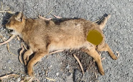 Nesli tükenmekte olan ve koruma altındaki saz kedisi trafiğe kurban gitti