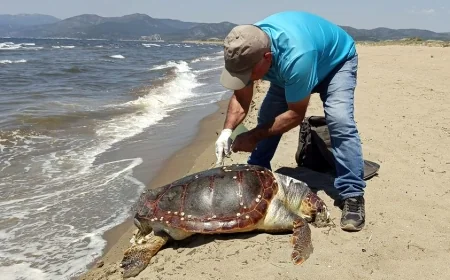 Deniz aracının çarptığı dev caretta öldü