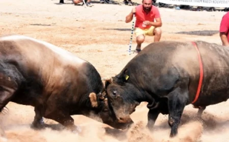 Bodrum' da düzenlenecek Boğa güreşlerine “Bu bir vahşet” denildi dava açıldı