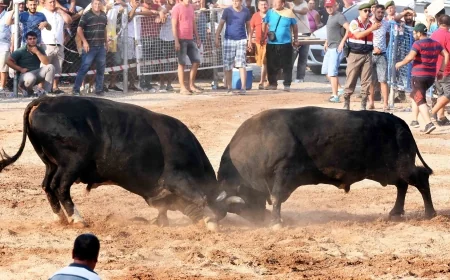 Bodrum’daki boğa güreşleri ertelendi. Sırada diğerleri var