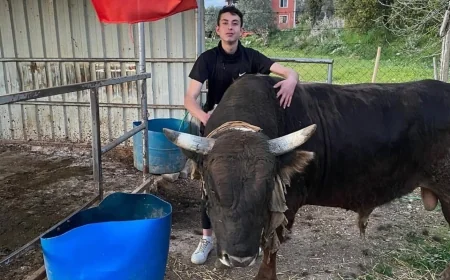 BOĞA GÜREŞLERİ TARTIŞMASINA DERNEKTEN YANIT: "GÜREŞLER ŞİDDET DEĞİL, GELENEK"