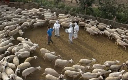 YUNANİSTAN - TÜRKİYE SINIRINDA ÇİÇEK HASTALIĞI PANİĞİ