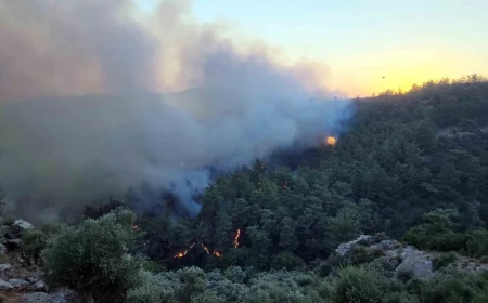 Aydın’da orman yangını, 2 hektar kül oldu