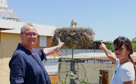 Göçmen leyleklerin sayımı yapıldı