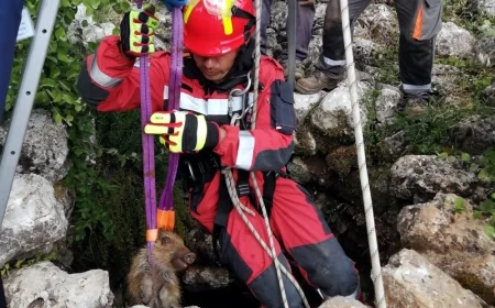 Kuyuya düşen domuz yavrusu operasyon ile kurtarıldı