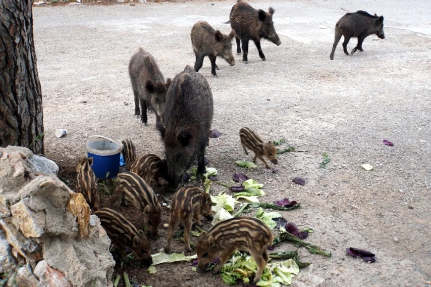 Turistik ilçelerde yaban domuzlarının kenti inmesi yasaklanacak