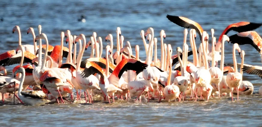 Flamingo cennetini cehenneme çevirecek Ağaoğlu ve Doğuş Holding projelerine sert tepki.