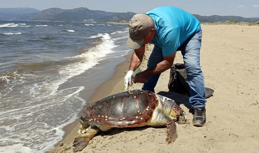 Deniz aracının çarptığı dev caretta öldü