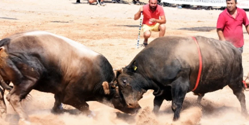 Bodrum' da düzenlenecek Boğa güreşlerine “Bu bir vahşet” denildi dava açıldı