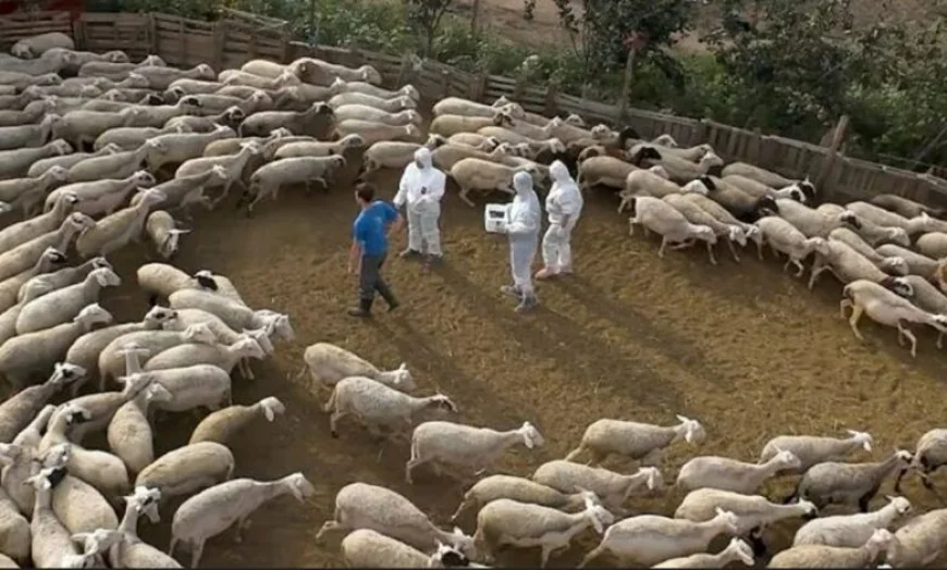 YUNANİSTAN - TÜRKİYE SINIRINDA ÇİÇEK HASTALIĞI PANİĞİ