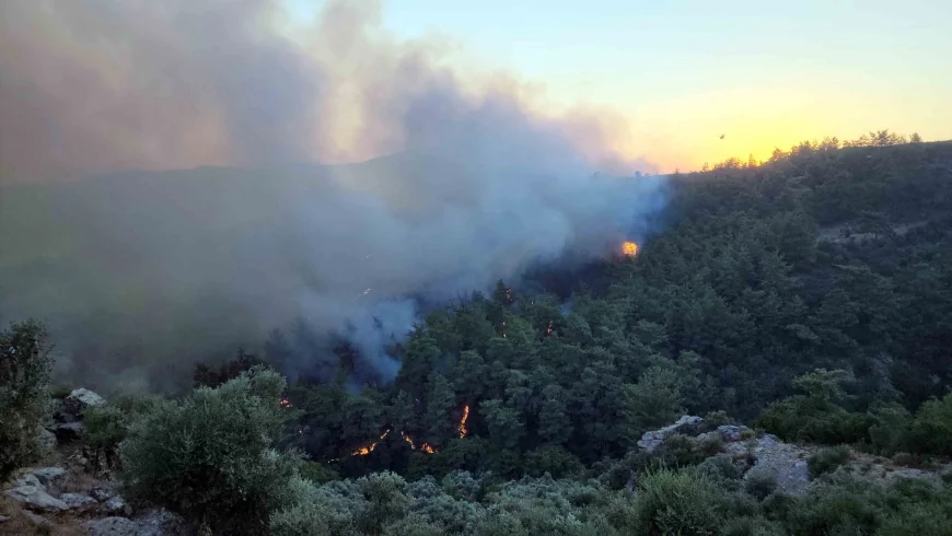 Aydın’da orman yangını, 2 hektar kül oldu