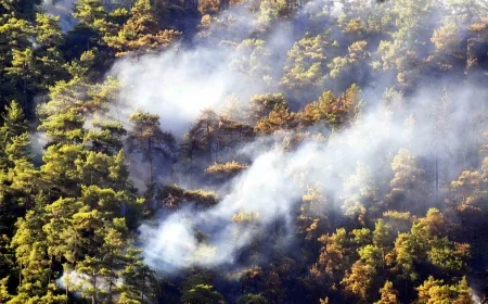 Muğla ve Aydın’da ard arda çıkan orman yangınları korkuttu