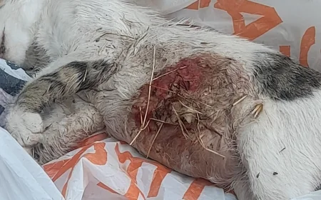 Şehir parkında kedilerin işkence edilerek öldürülmesine savcılık soruşturma başlattı