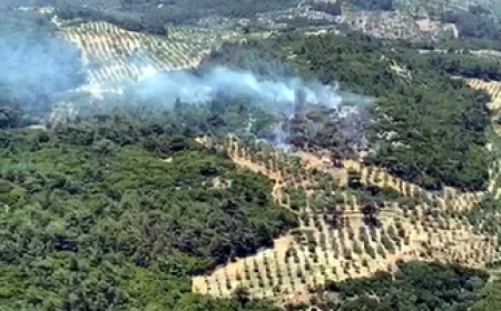 Aydın’da orman yangını başladı ekipler seferber edildi