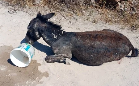 Yaşlı eşeği tüfekle ateş edip öldürdüler