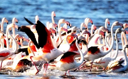 Göldeki 2 bin flamingo susuzluktan öldü
