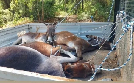 Köpeklerden sonra eşeklerin toplanmasına hayvanseverlerden SERT TEPKİ