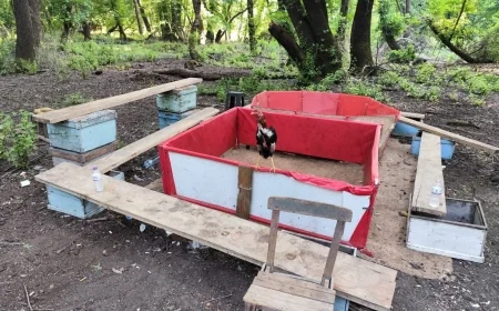 Ormanda horoz dövüştürenlere baskın, 20 horoz 15 dövüşçü gözaltında