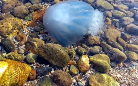 Ege’de mor denizanası paniği, haritası yayınlandı, Bodrum’da var